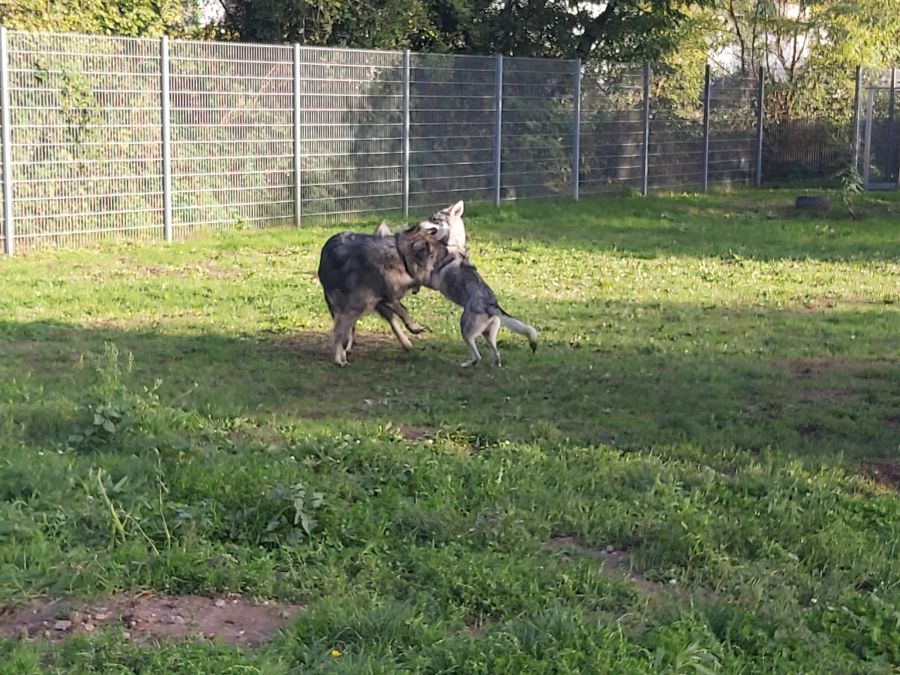 2021-127-Rocky-8 Rocky