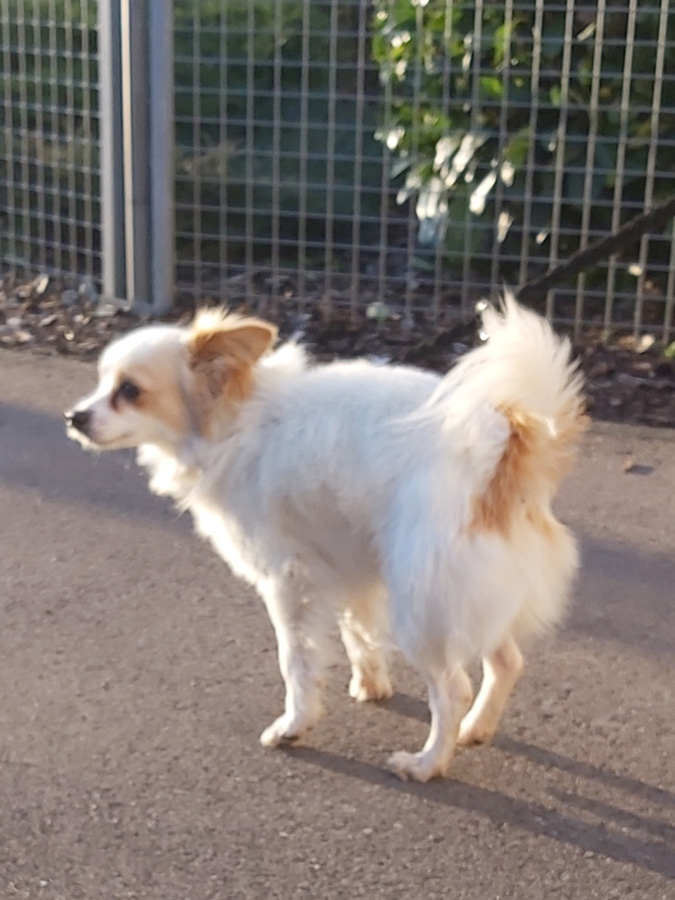 2022-132-Bruno-Speedy-3 Bruno-Speedy