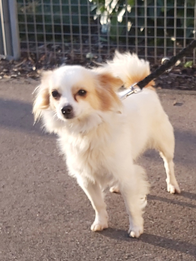 2022-132-Bruno-Speedy-4 Bruno-Speedy