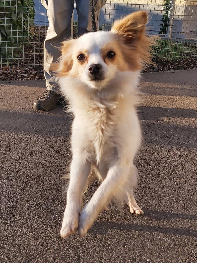 2022-132-Bruno-Speedy-7 Bruno-Speedy