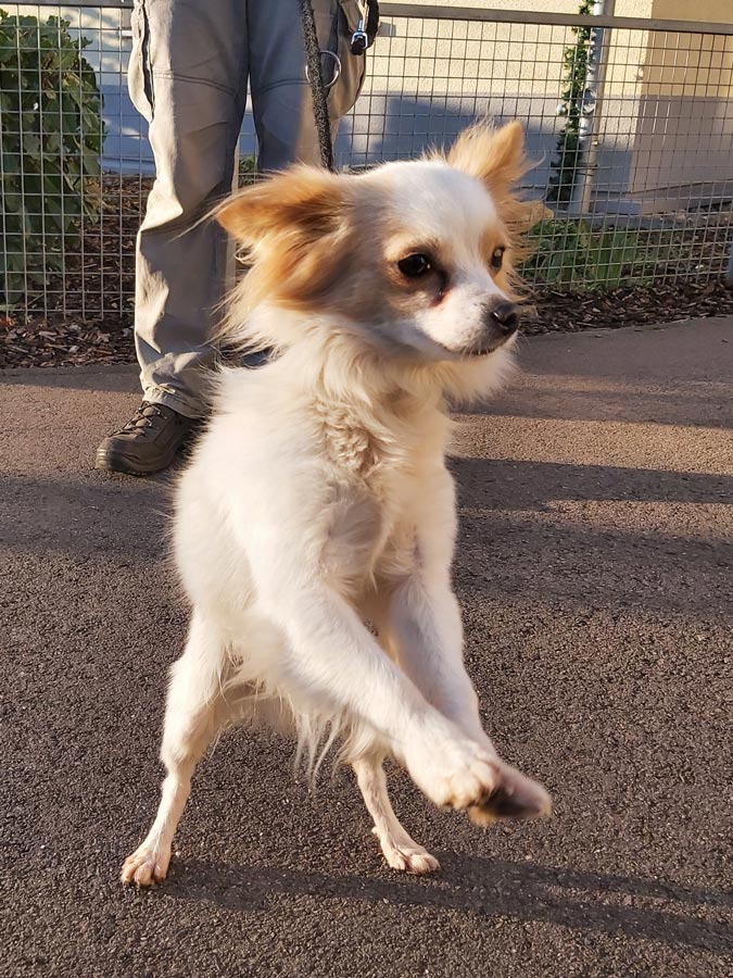 2022-132-Bruno-Speedy-8 Bruno-Speedy