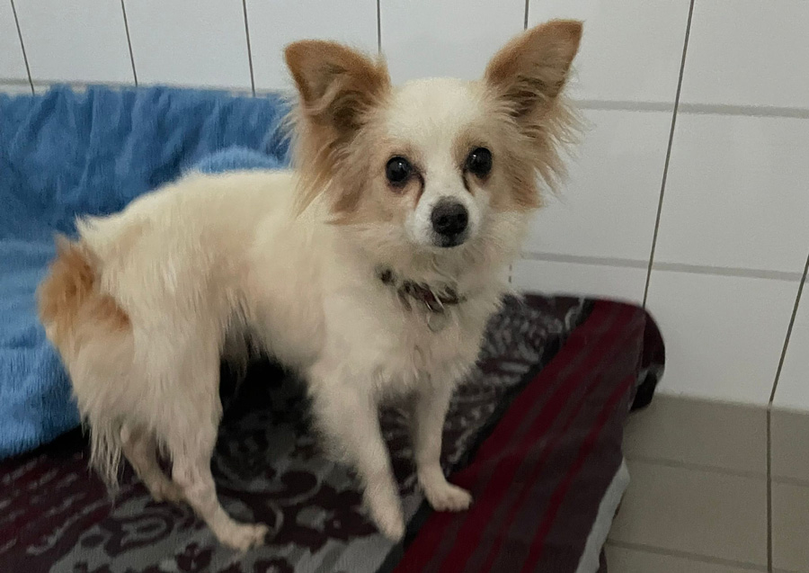 2022-132-Bruno-Speedy-9 Bruno-Speedy