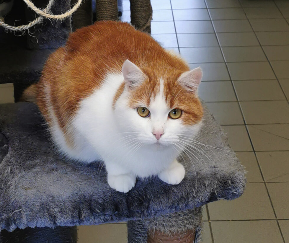 Möhrchen