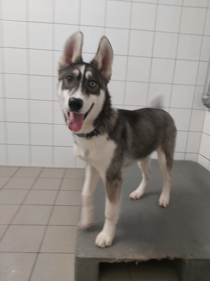 2022-12-17-Hela-und-Fenris-1 Fenris