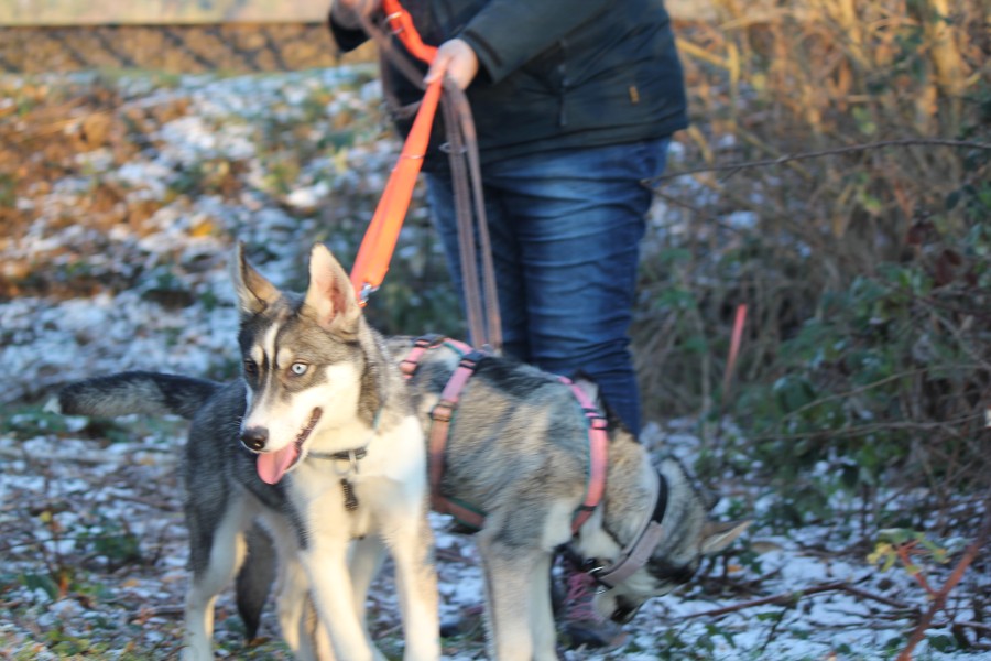 2022-12-17-Hela-und-Fenris-10 Fenris