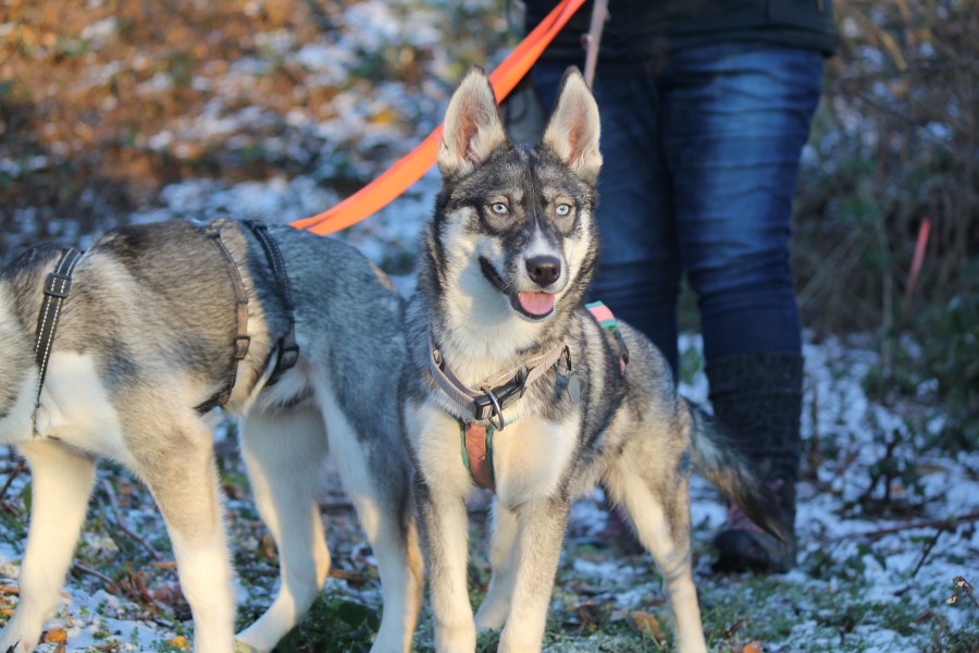 2022-12-17-Hela-und-Fenris-11 Hela