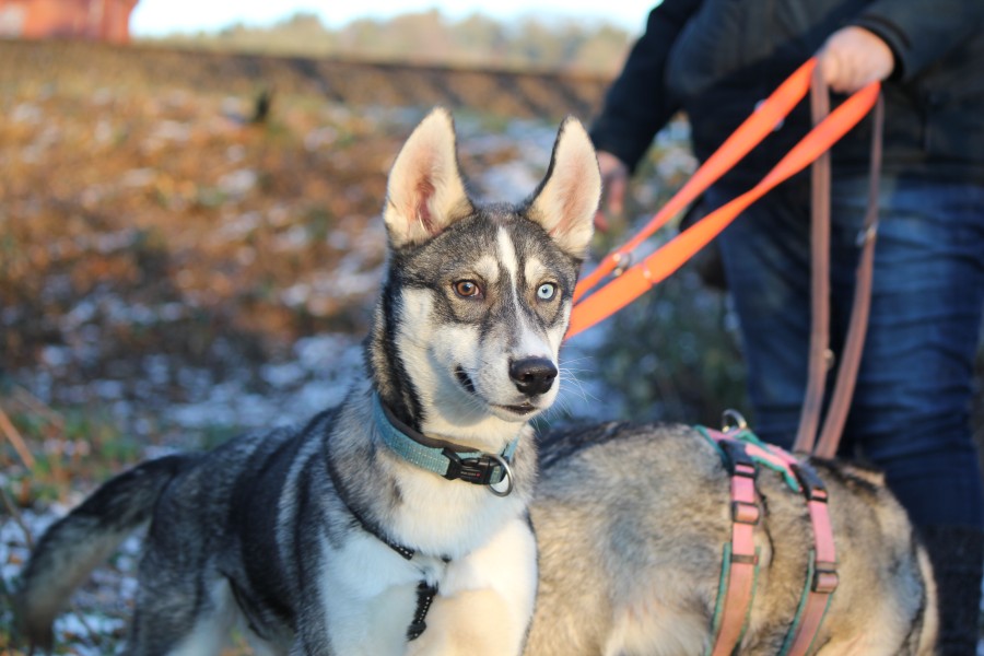 2022-12-17-Hela-und-Fenris-12 Fenris