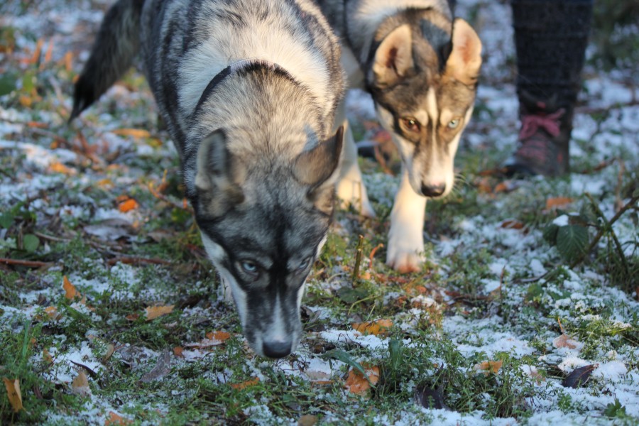 2022-12-17-Hela-und-Fenris-14 Hela und Fenris