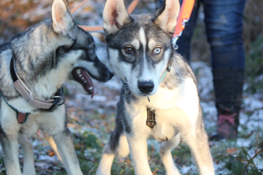 2022-12-17-Hela-und-Fenris-15 Hela und Fenris