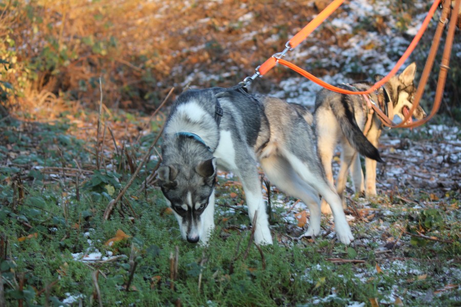 2022-12-17-Hela-und-Fenris-16 Fenris und Hela