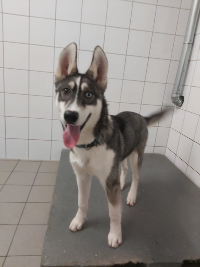 2022-12-17-Hela-und-Fenris-2 Fenris