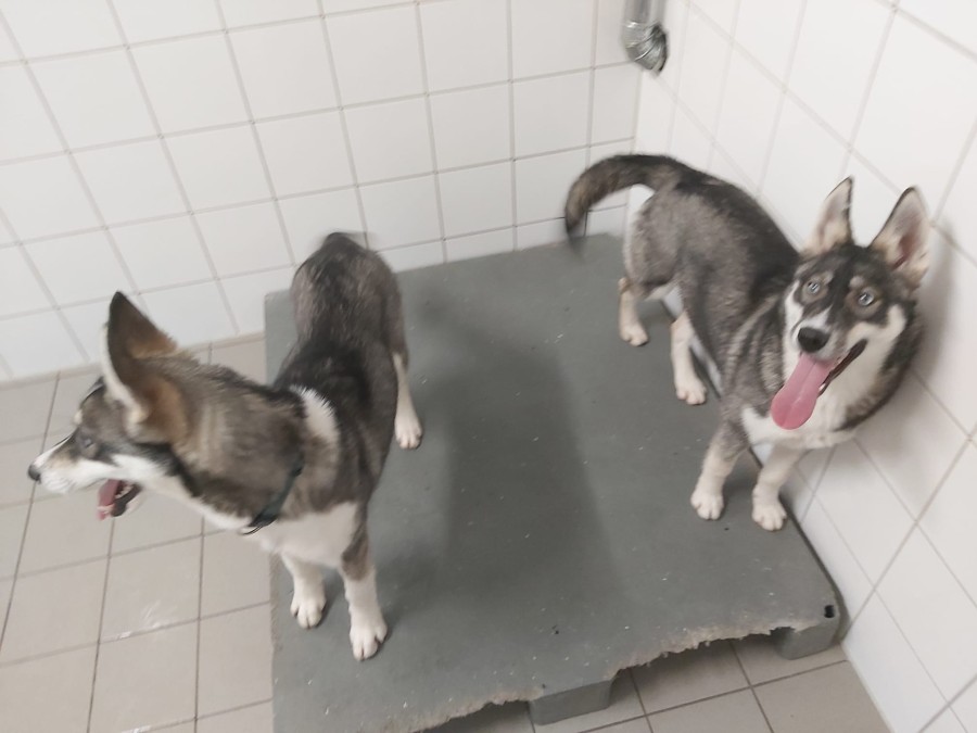 2022-12-17-Hela-und-Fenris-3 Fenris und Hela