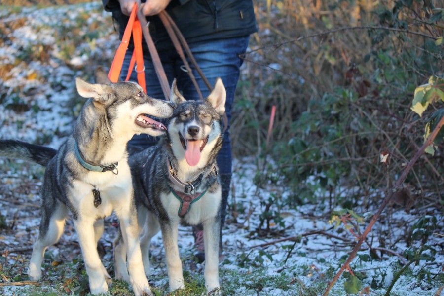 2022-12-17-Hela-und-Fenris-9 Fenris und Hela