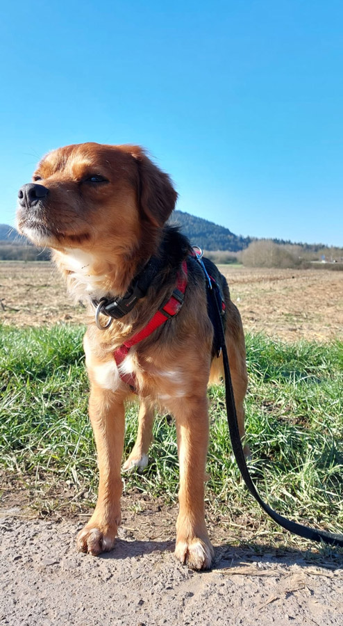 2022-120-Cookie-2 Cookie