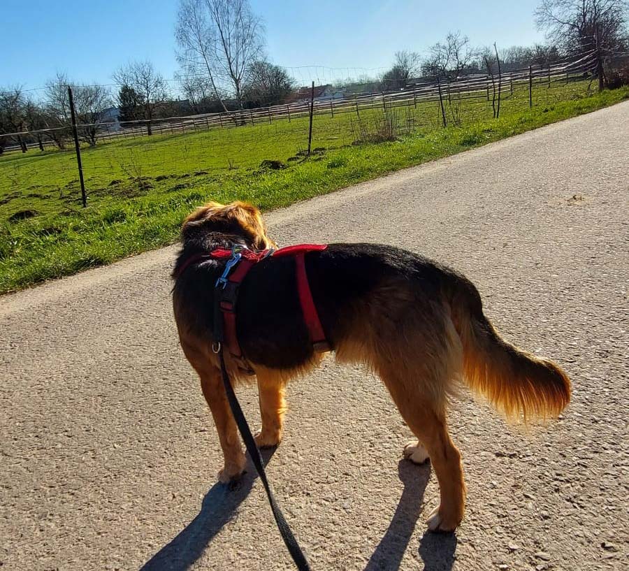 2022-120-Cookie-4 Cookie