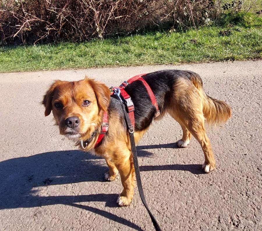 2022-120-Cookie-5 Cookie