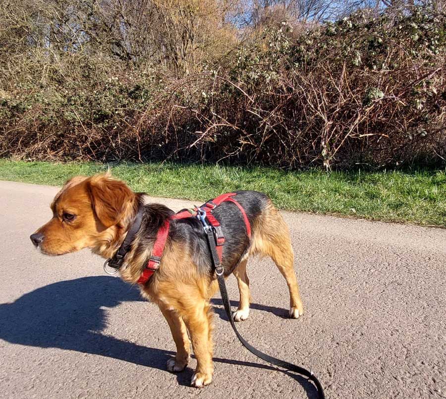 2022-120-Cookie-6 Cookie