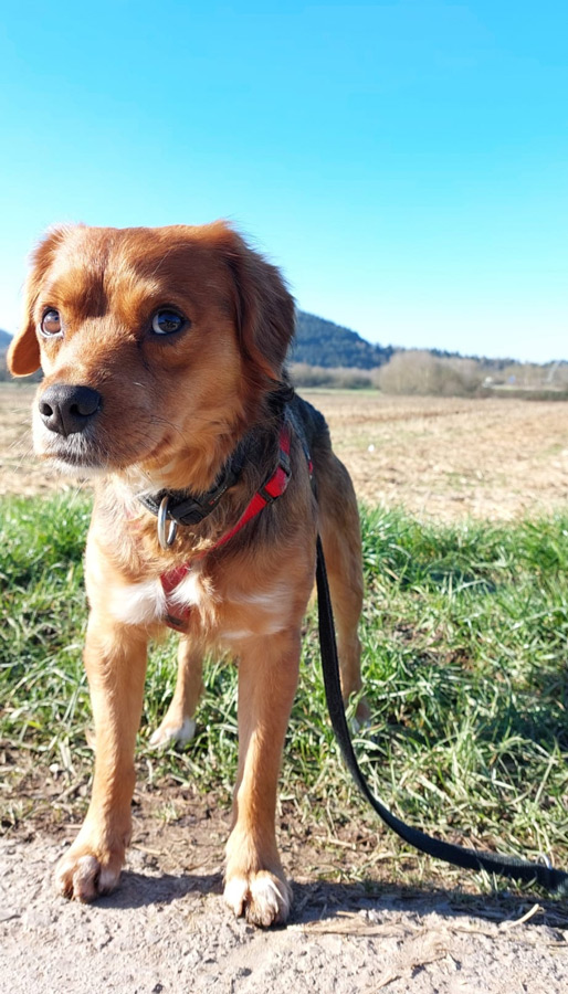 2022-120-Cookie-8 Cookie