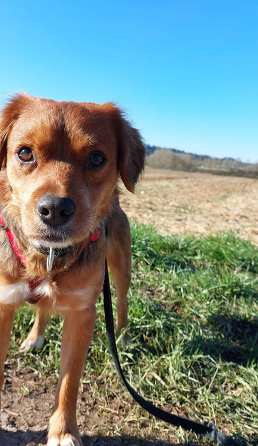 2022-120-Cookie-9 Cookie