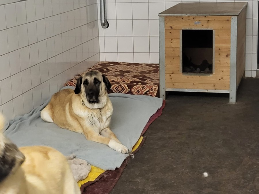 2023-03-12-Kizim-krank-23 Kizim