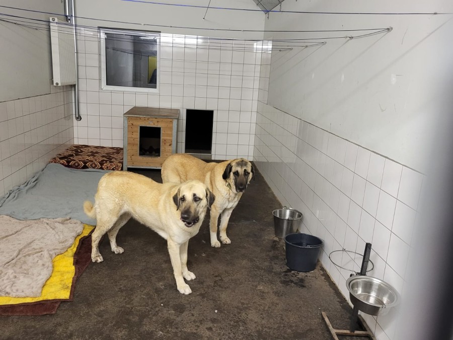 2023-03-12-Kizim-krank-27 Kizim