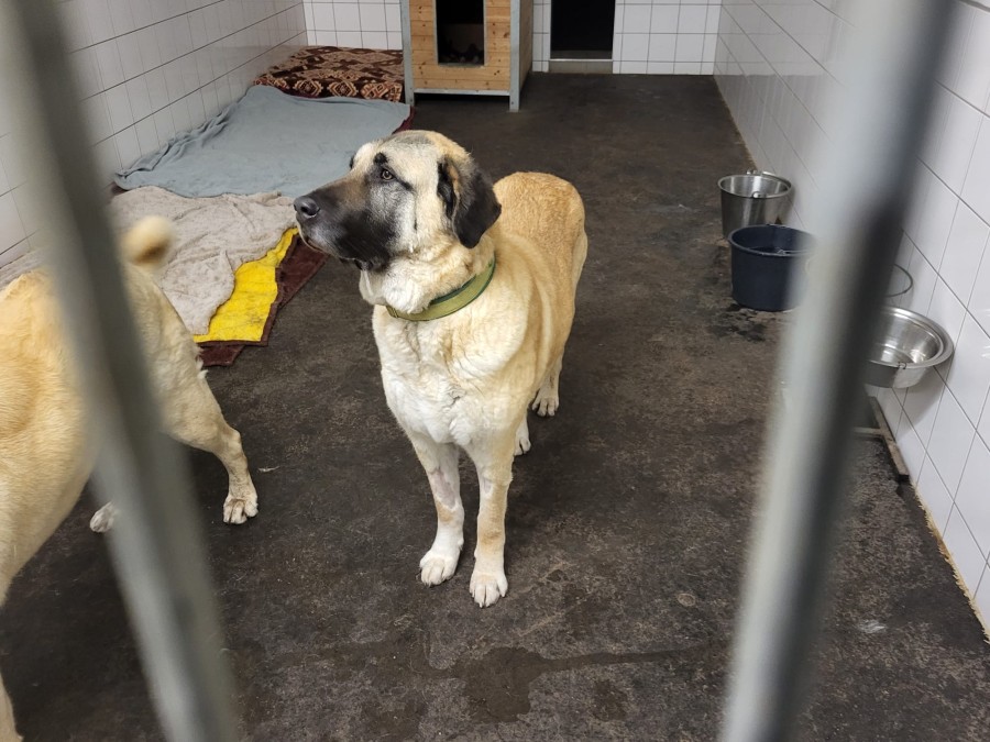 2023-03-12-Kizim-krank-32 Kizim