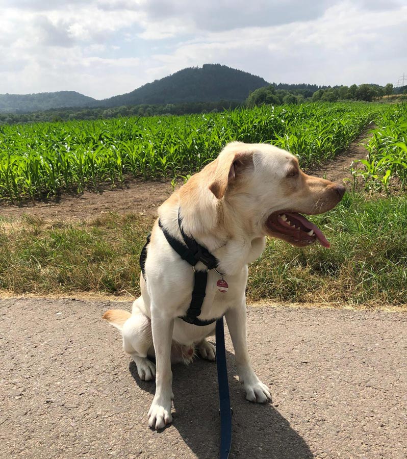 2023-043-Milo-1 Milow