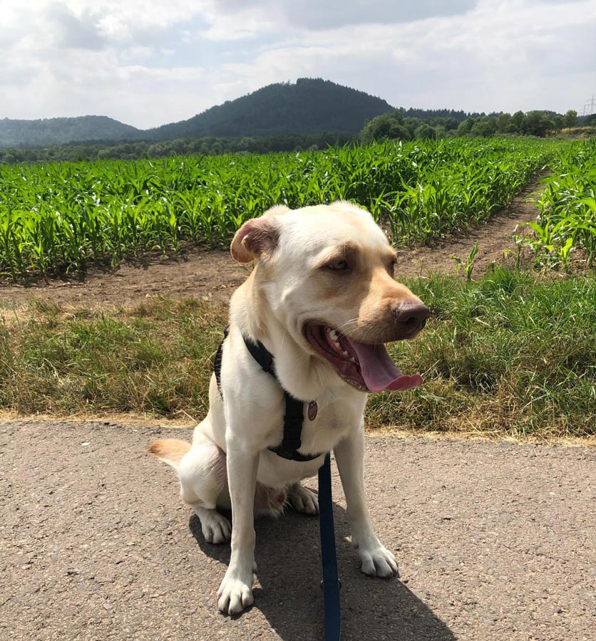 2023-043-Milo-2 Milow