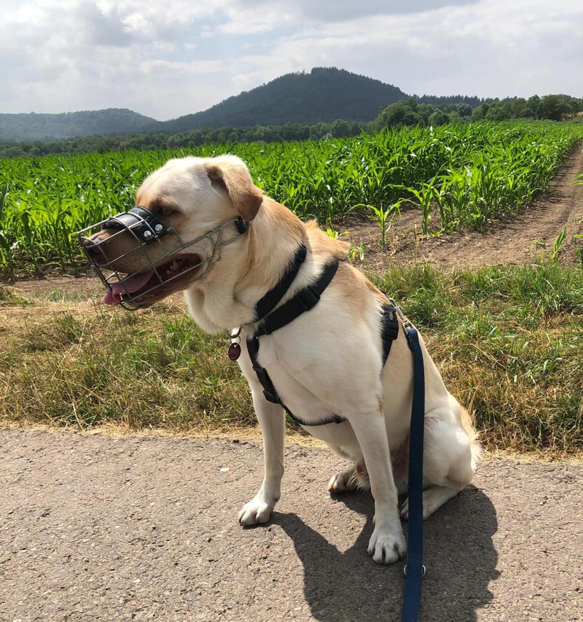 2023-043-Milo-5 Milow