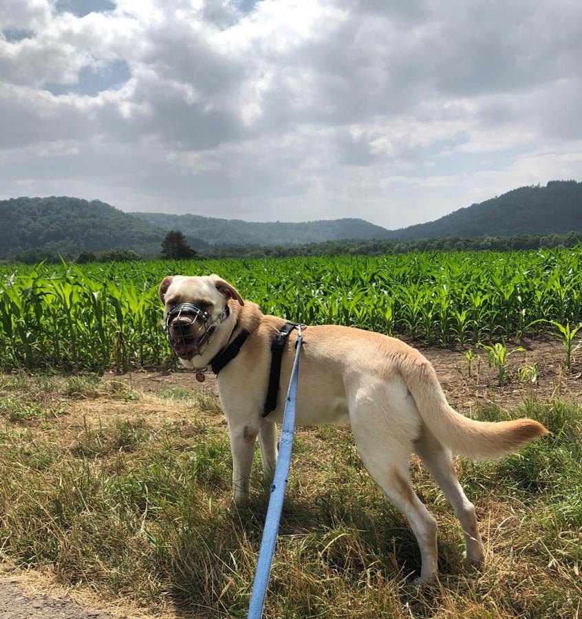 2023-043-Milo-9 Milow