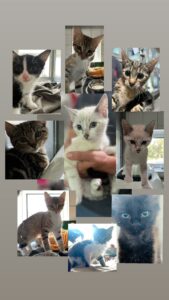 Babyalarm im Katzenhaus