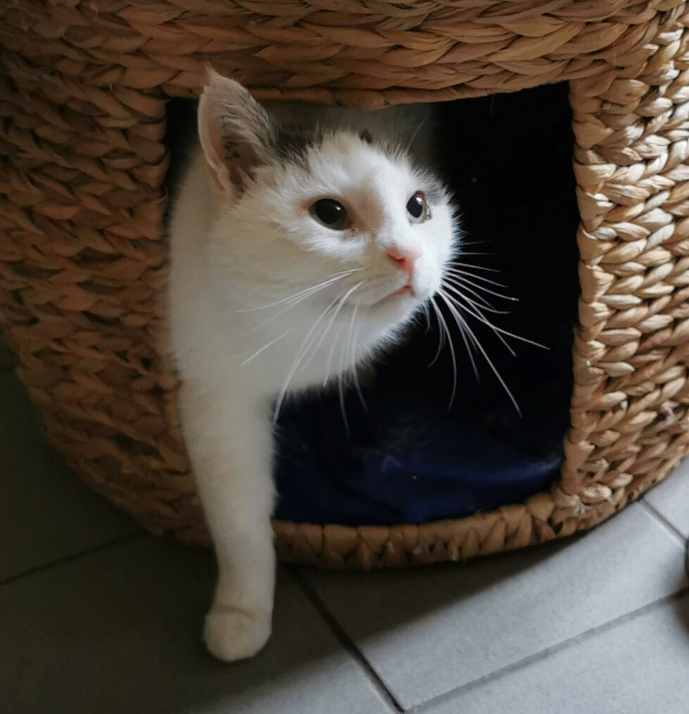 Mogli