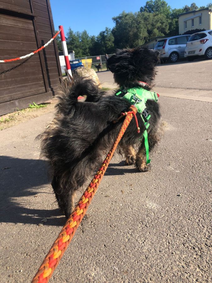 2023-000000-Frodo-3 Frodo