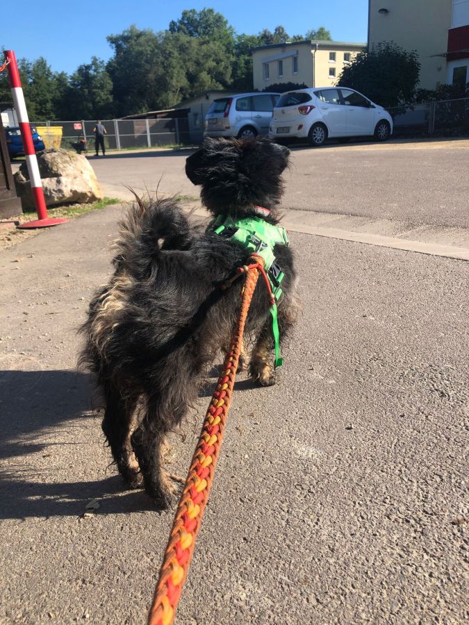 2023-000000-Frodo-4 Frodo