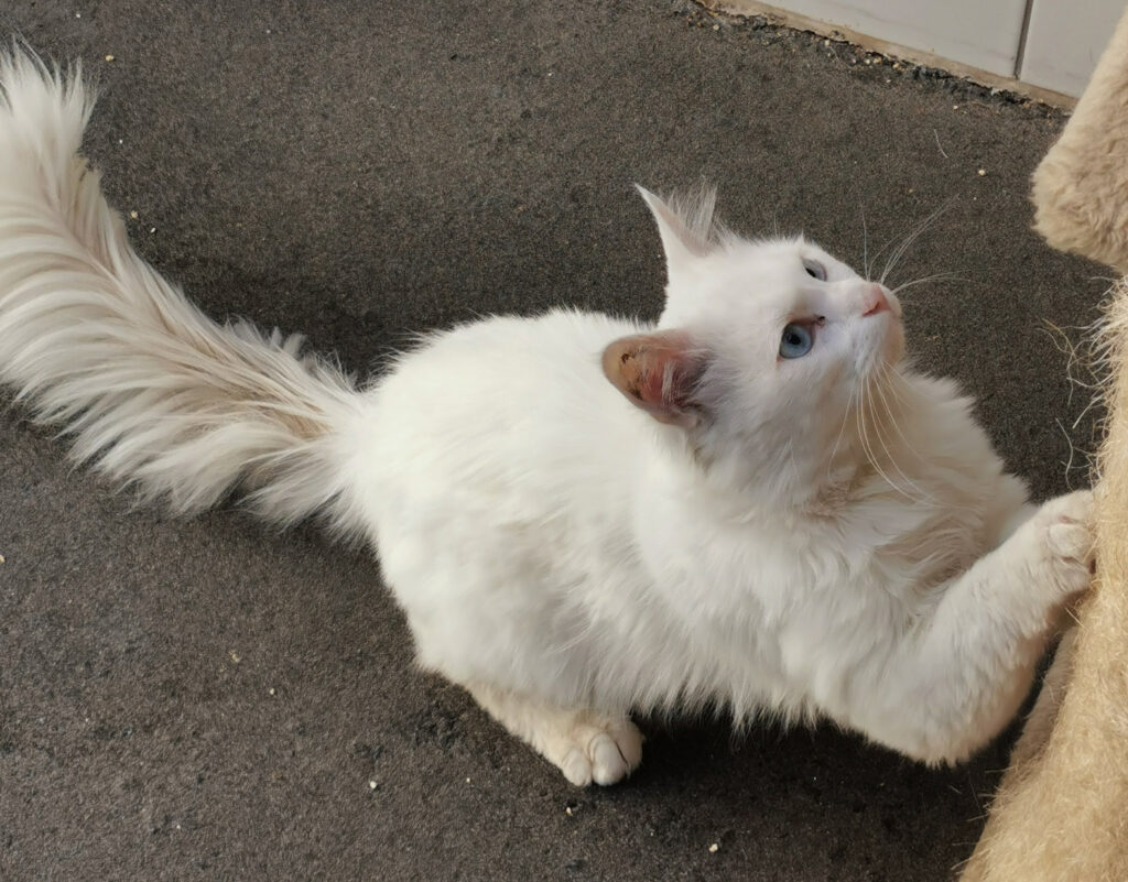 Balu