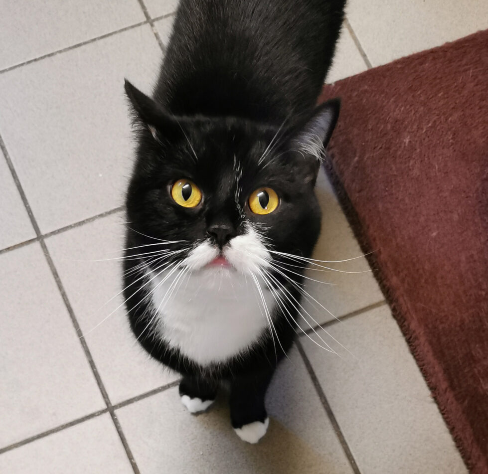 Daisy