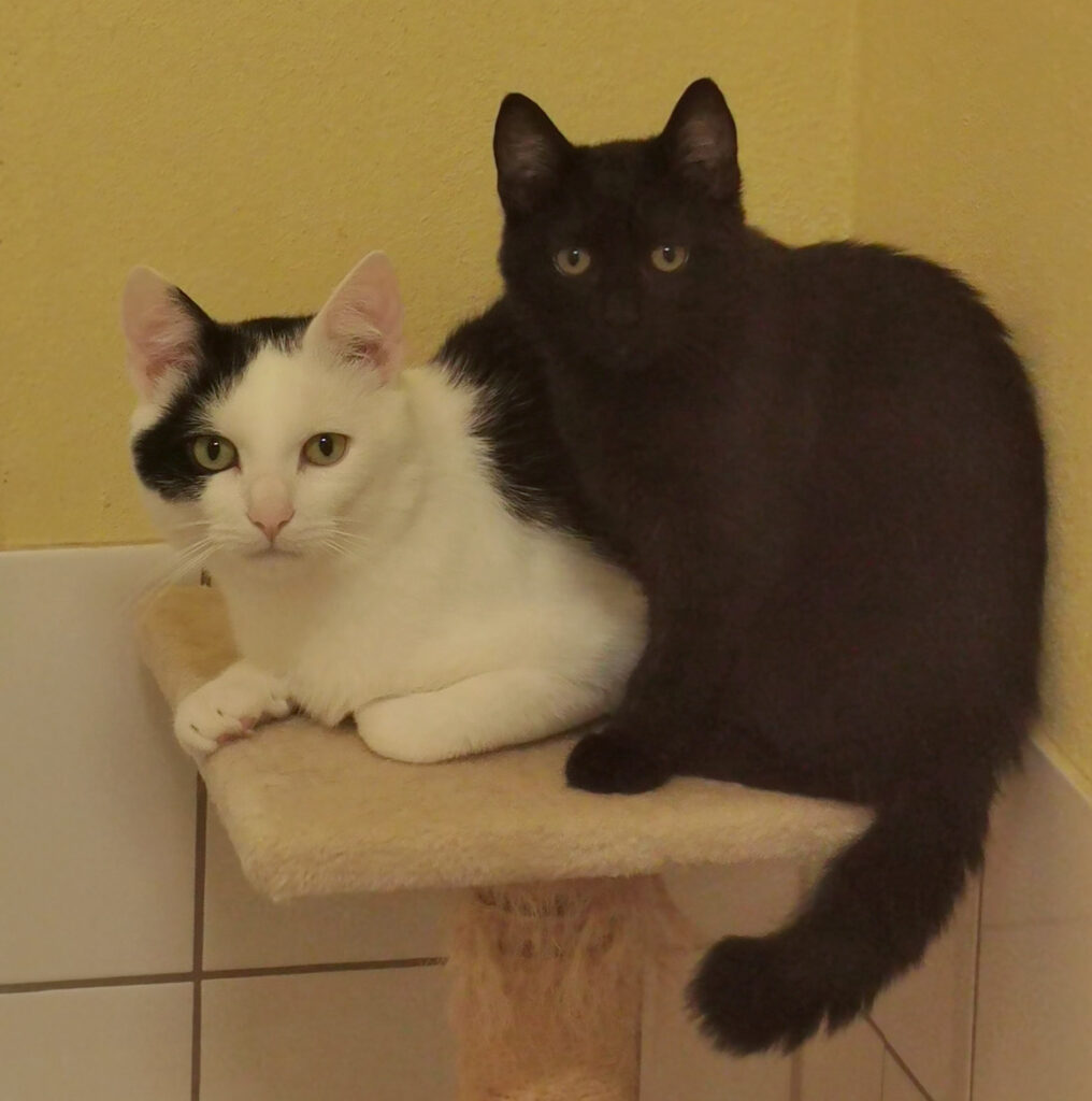 Buddy & Pablo