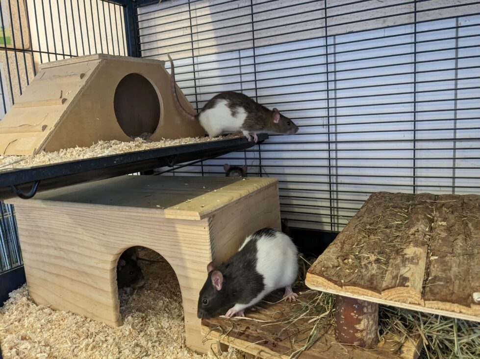 Rosi,Candy, Molly, Amy und Betty