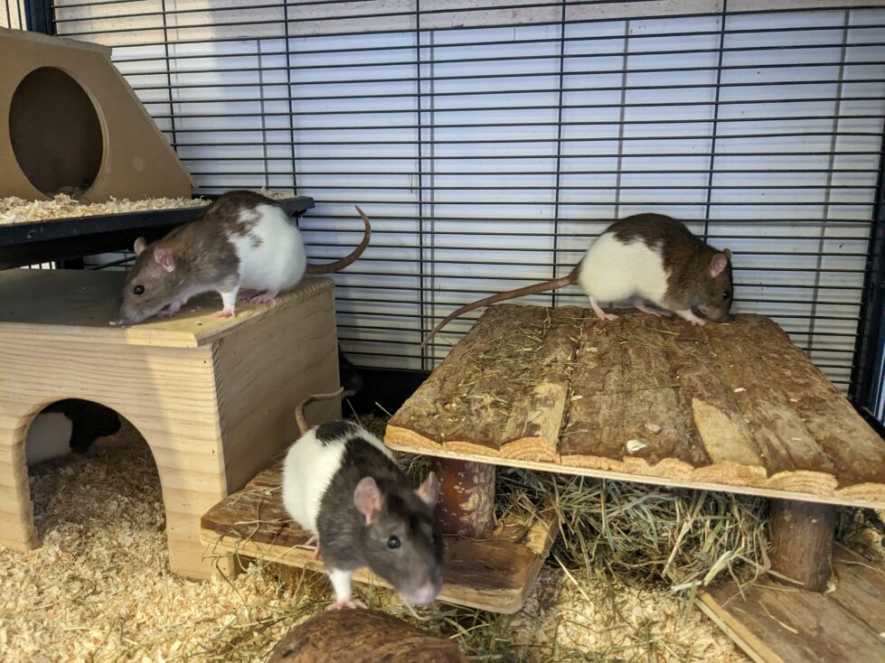 Rosi,Candy, Molly, Amy und Betty