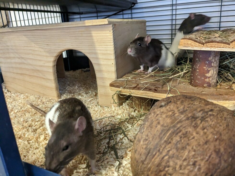 Rosi,Candy, Molly, Amy und Betty