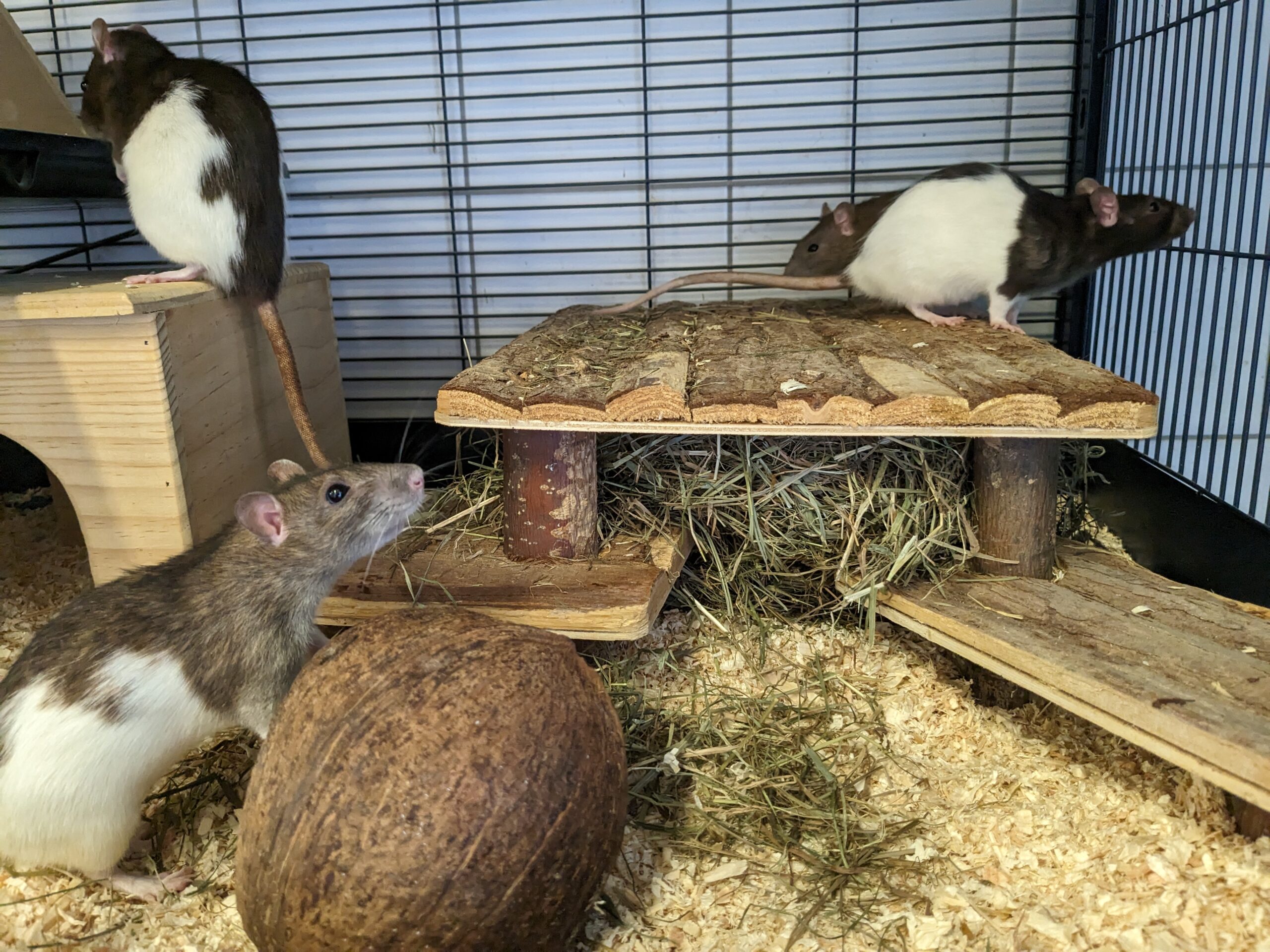 Rosi,Candy, Molly, Amy und Betty