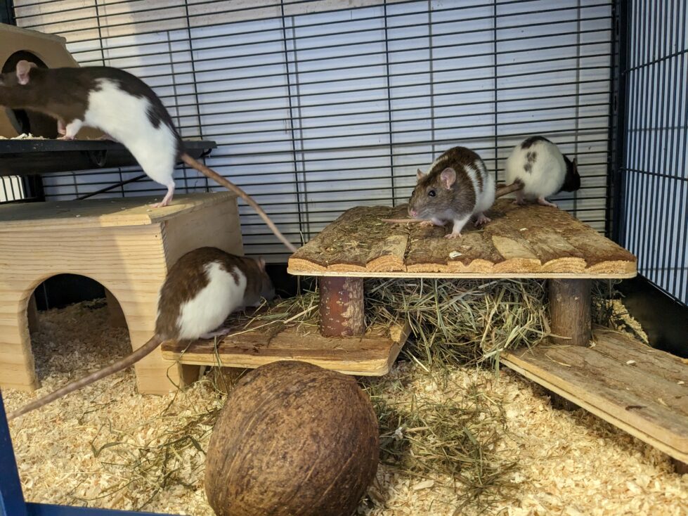 Rosi,Candy, Molly, Amy und Betty