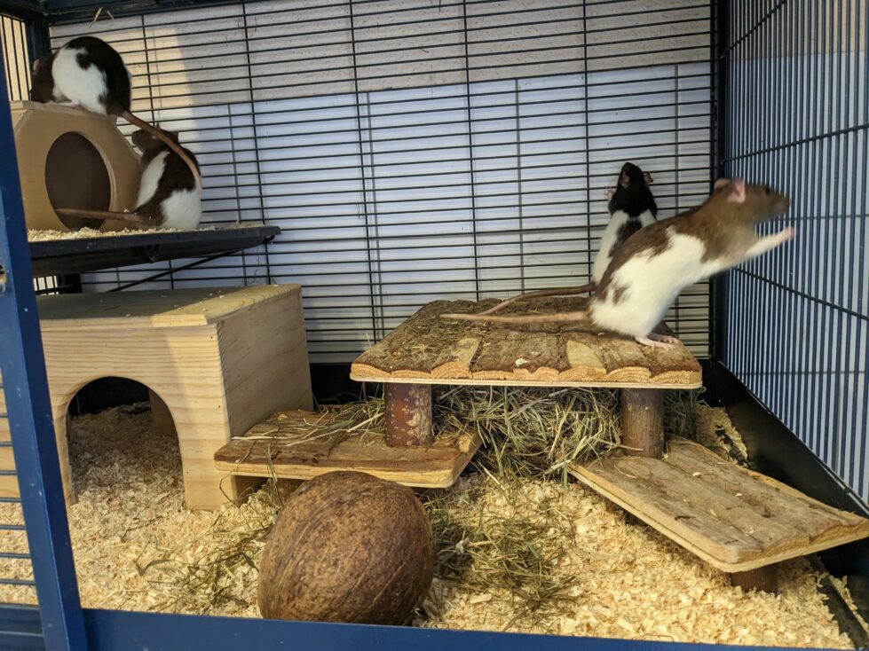 Rosi,Candy, Molly, Amy und Betty