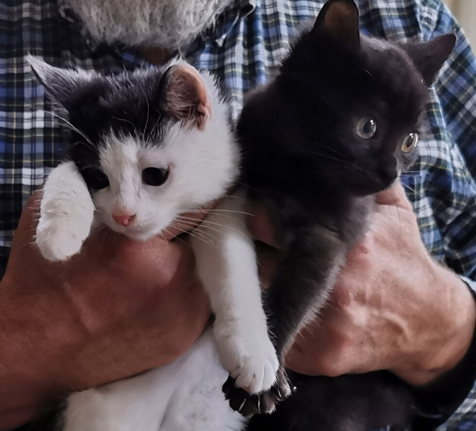 Pinselchen und Stummelchen