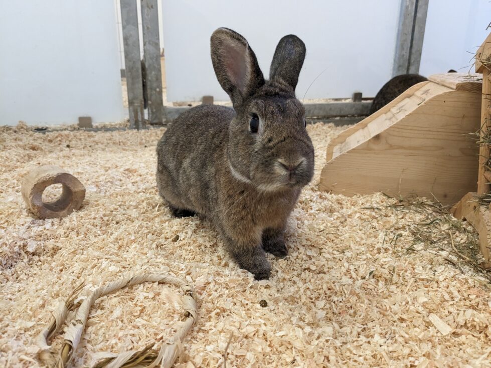 Murmel