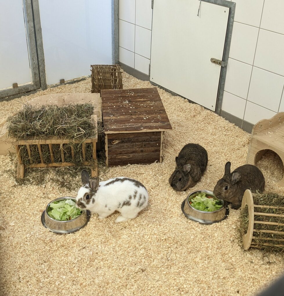 Bob, Murmel, Nieschen