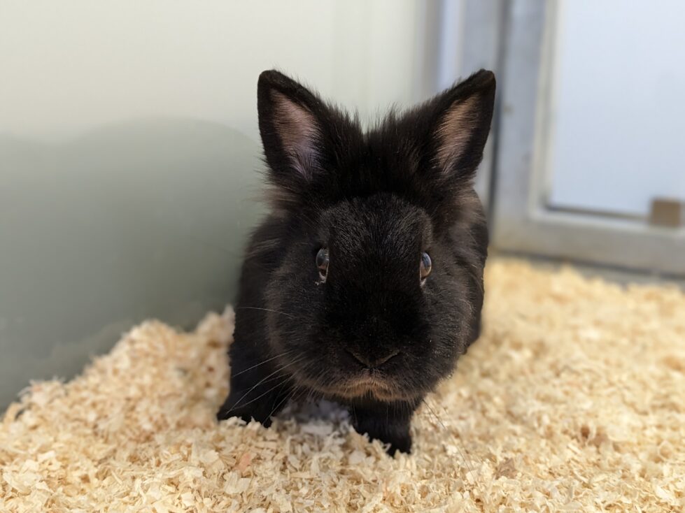 Egon