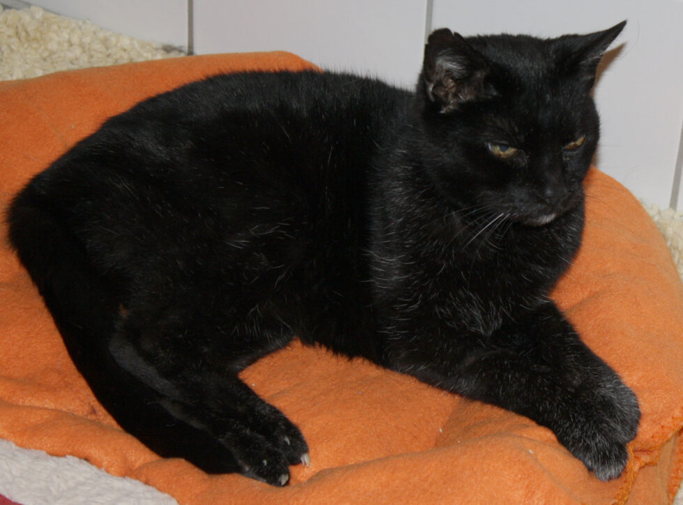 2023-503 Notfall Mulder 6 Mulder