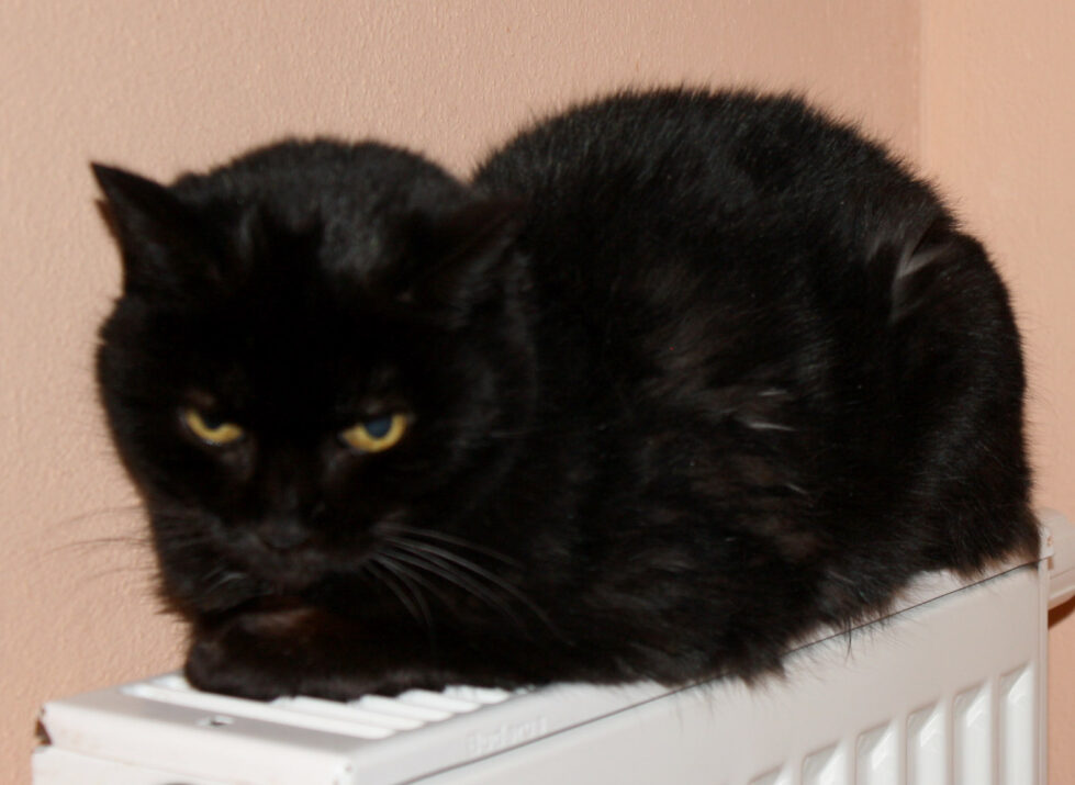 2023-504 3 Notfall Milou Milou