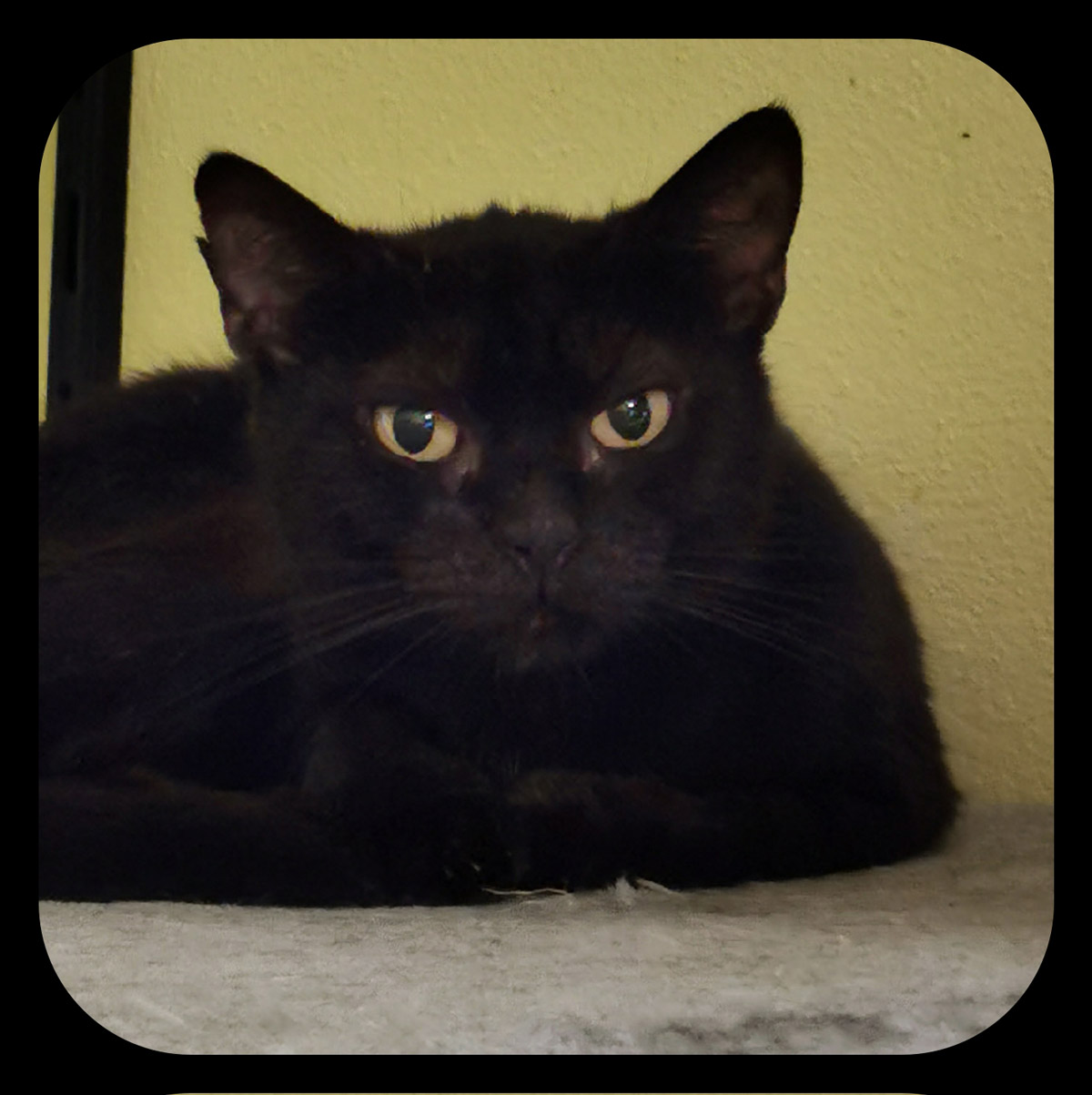 Unvergessen Wednesday